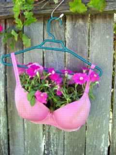 bra plant holder